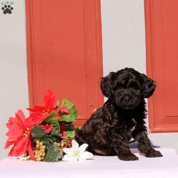 Nabith, Morkie-Poo Puppy